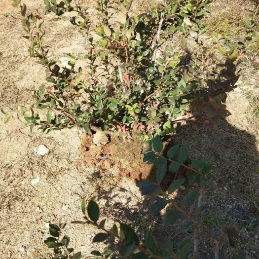 平邑县兔眼蓝莓苗