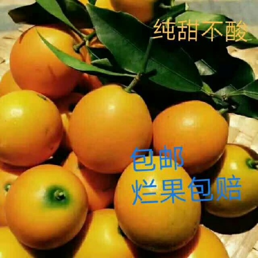 融安县脆皮金桔 2-3cm 1两以下
