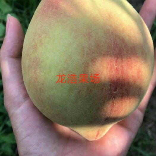 翁源县鹰嘴蜜桃苗 1~1.5米