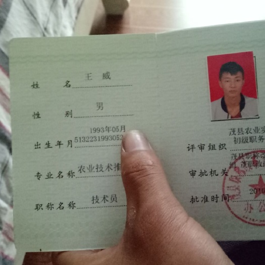 重庆市青脆李苗