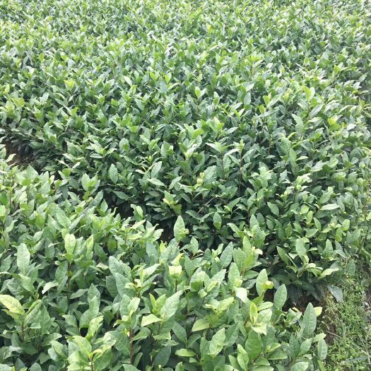 遂昌县白茶树苗 实生苗 0.5米以下 