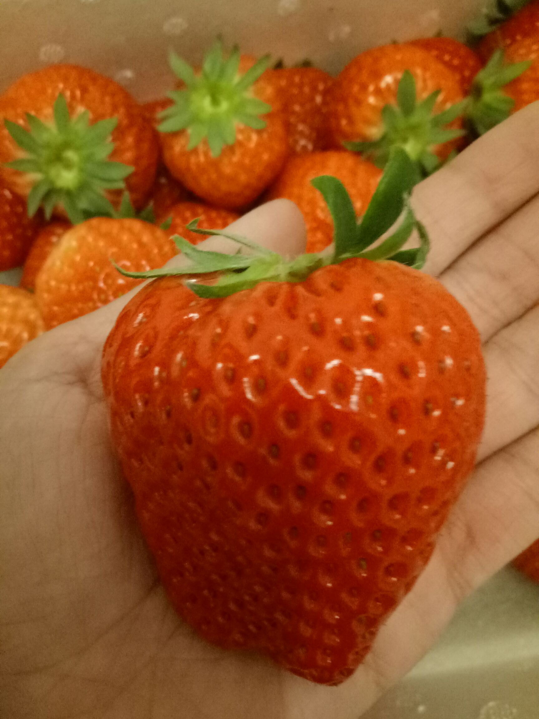 九九草莓  50克以上 有机草莓