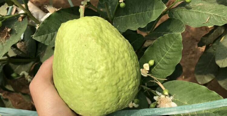 烟台四季梨树苗 1~1.5米