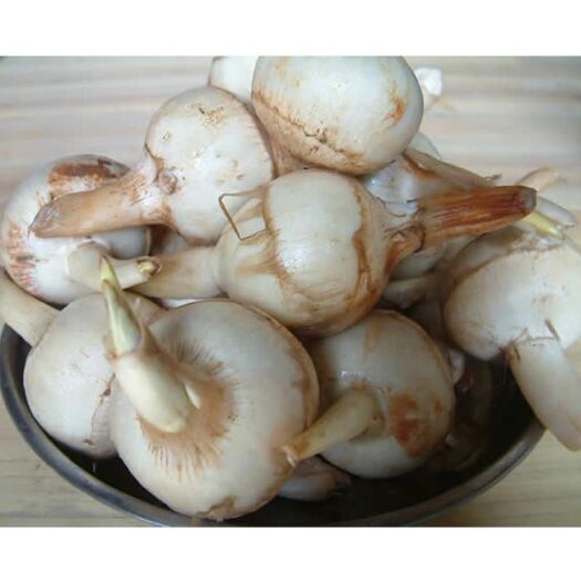 惠州白肉慈菇 50~70g