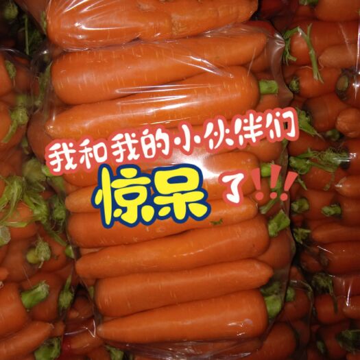 开封三红七寸参胡萝卜 10~15cm 