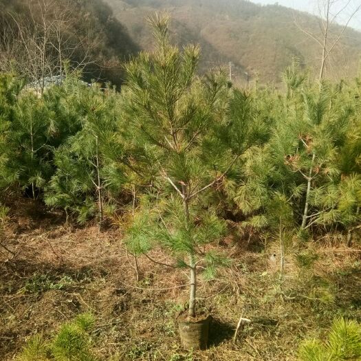 天水华山松 50到80 高 2公分以下 1米以下 带营养钵发货