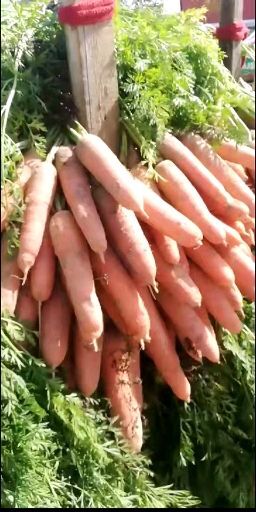 开封三红胡萝卜 15cm以上 