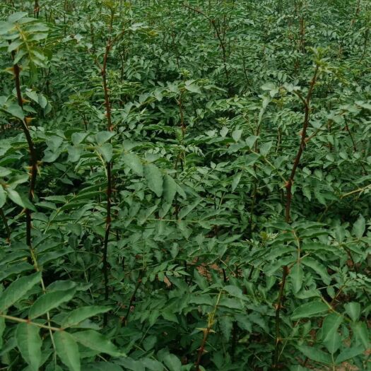 韩城市大红袍花椒苗