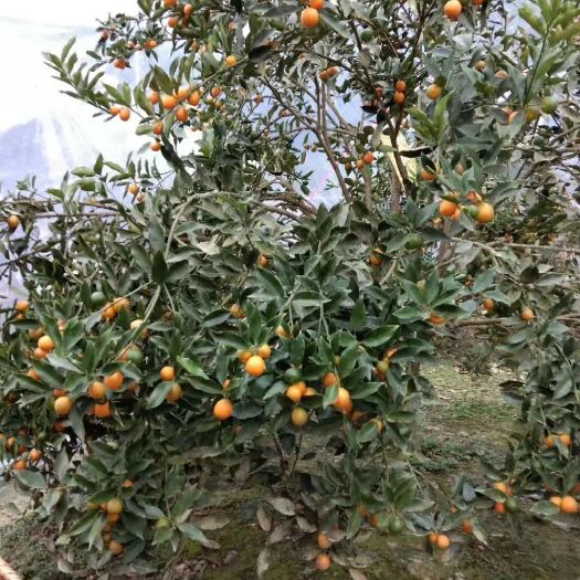 融安县油皮金桔  广西柳州融安特产，油橘，带点酸味