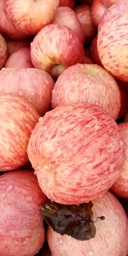 红富士苹果 75mm以上 条红 纸袋