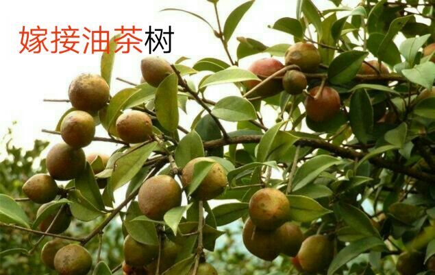 油茶苗  嫁接裸根苗