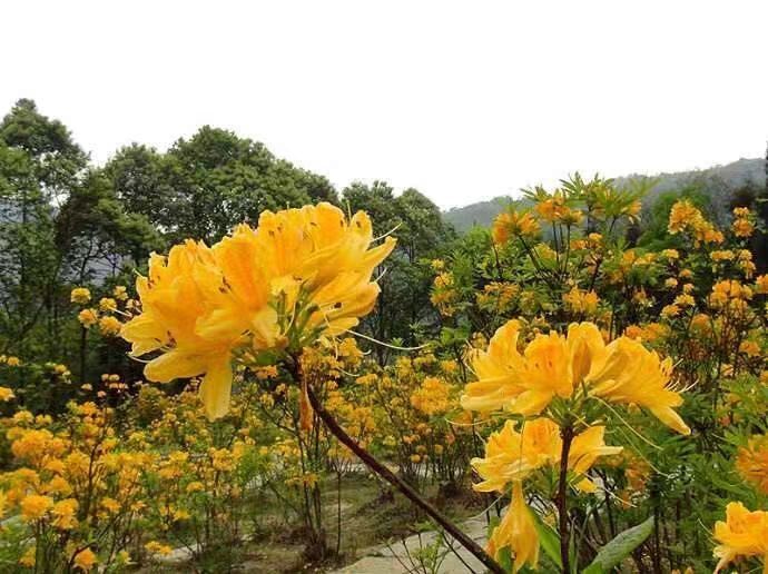 纳雍县杜鹃苗