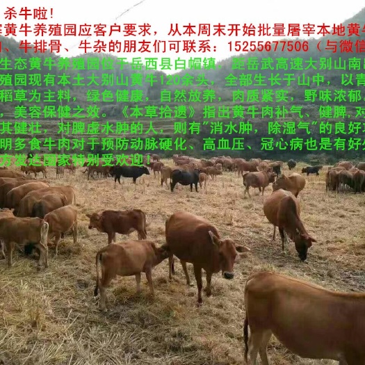 岳西县山区散养大别山黄牛
