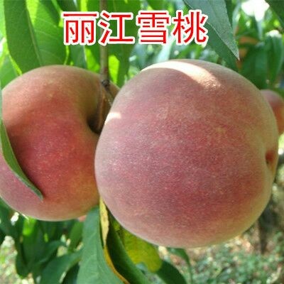 平邑县丽江雪桃苗 1~1.5米