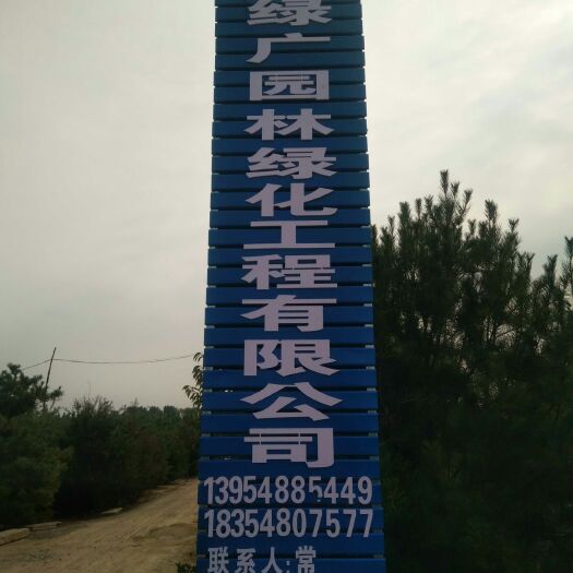 泰安 山东泰安白皮松