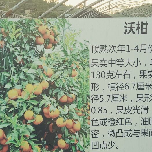 沃柑苗 0.35~0.5米