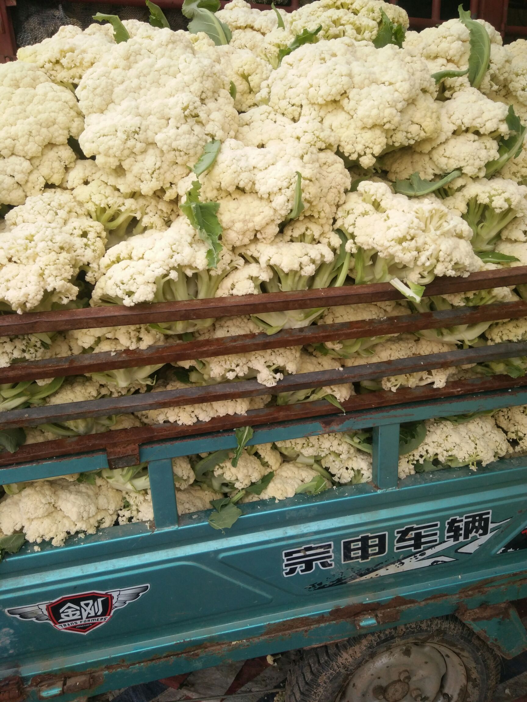 白花菜  青梗散花面白质量好