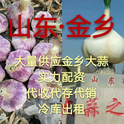 金乡县金乡大蒜 混级统货 多瓣蒜 