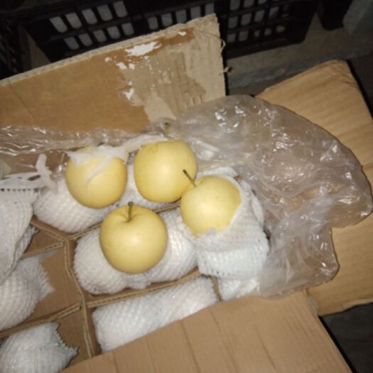 宁晋县皇冠梨 80mm以上 250-300g 