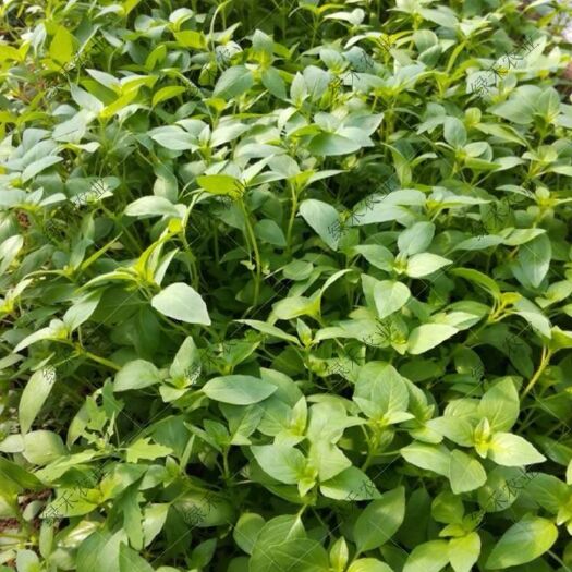 寿光市大叶荆芥种子 香菜 种子菜种子蔬菜籽 好吃香
