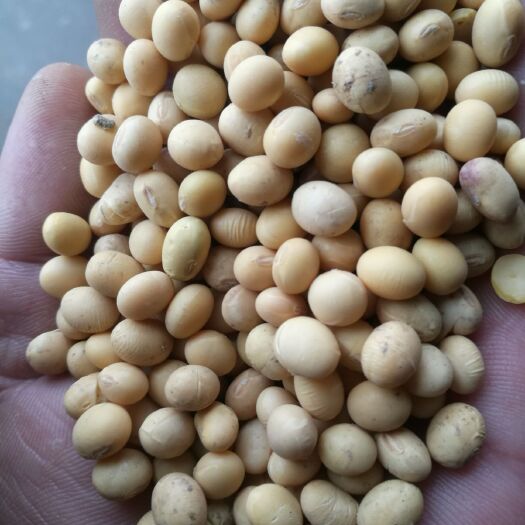 凤阳县有机黄豆 生大豆 2等品