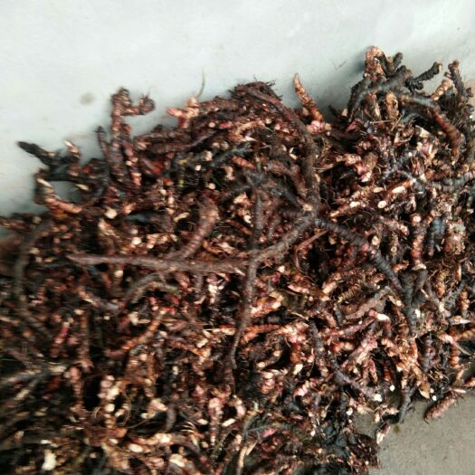 宜宾石菖蒲  一手货源，欢迎咨询