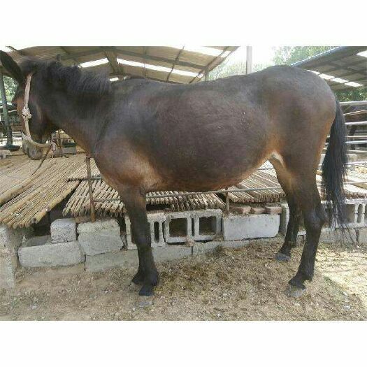 马骡 400-600斤