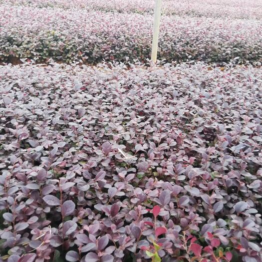 荔浦市黑珍珠红继木