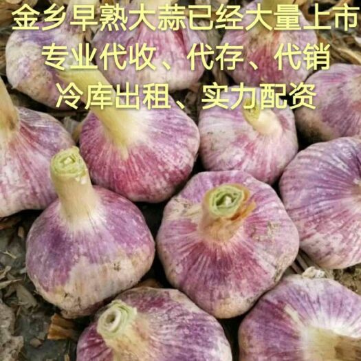 金乡县金乡大蒜 混级统货 多瓣蒜 