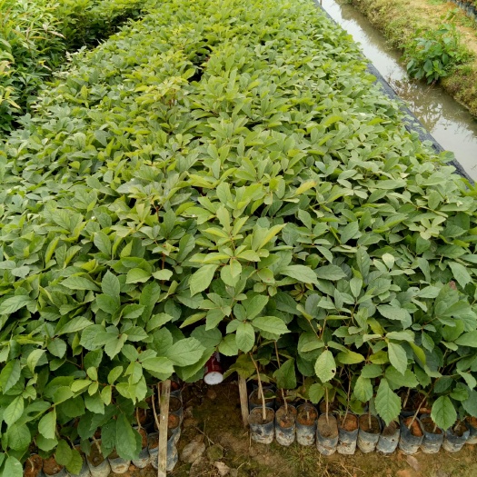 广州黄花风铃木 黄花多花枫铃木