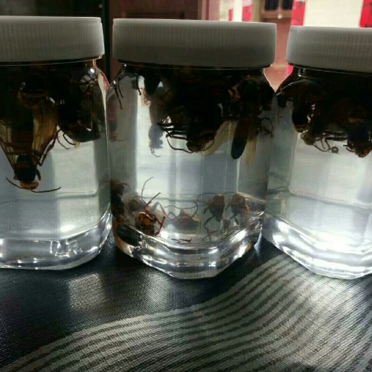 望谟县马蜂  酒