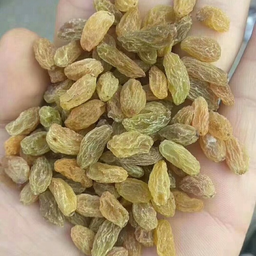 广州黄香妃葡萄干 一等