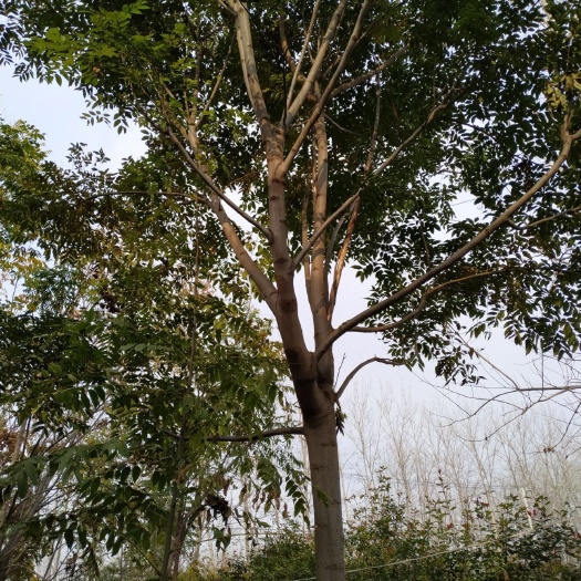 邳州市南栾