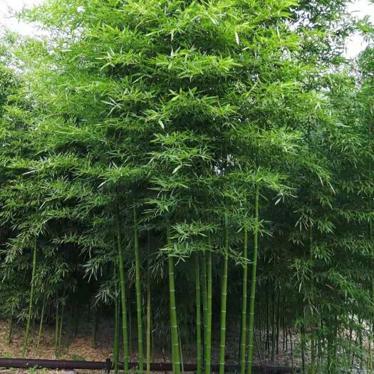 沭阳县青皮竹