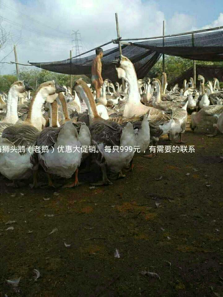 狮头鹅 12斤以上 统货 全散养 