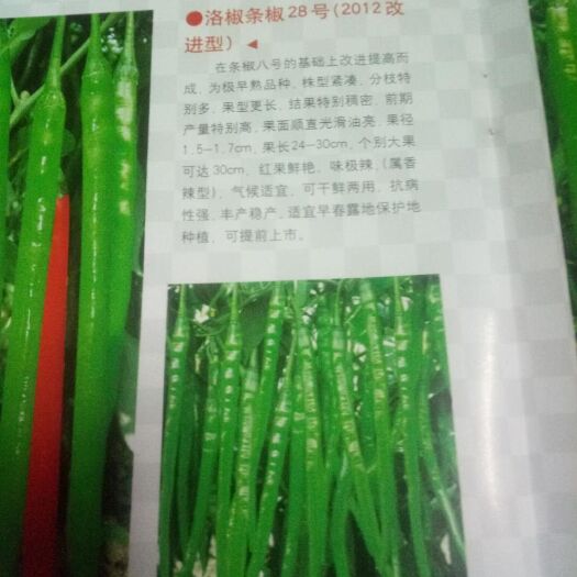 宿州线椒苗 10～14片真叶