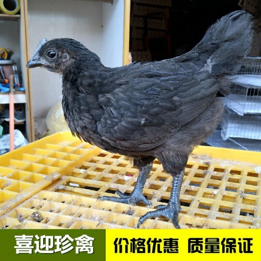 佛山脱温五黑绿壳蛋鸡苗