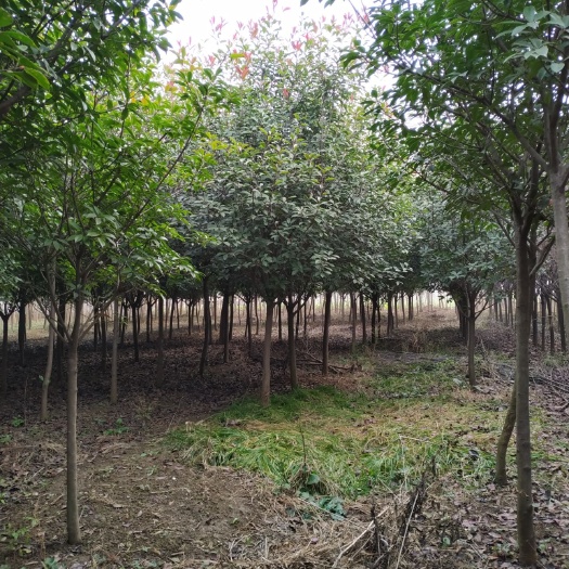 邳州市高杆红叶石楠