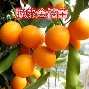 平邑县脆皮金桔苗