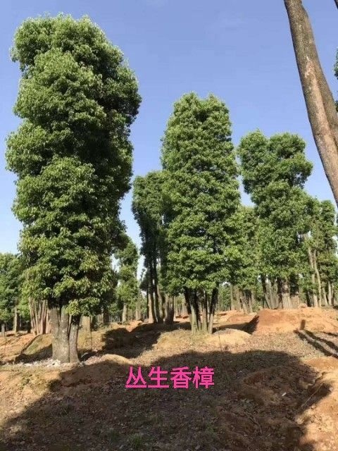 益阳丛生香樟