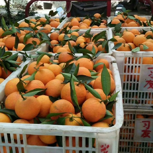 汉寿县埃及糖橙，味纯甜，产地直供，，