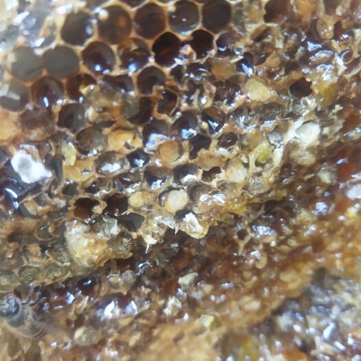 泸水市土蜂蜜  2年以上 玻璃瓶装