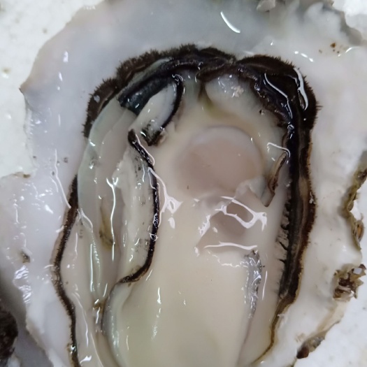 牡蛎  一手货源湛江小蚝