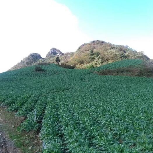 重庆市萝卜干  腌萝卜