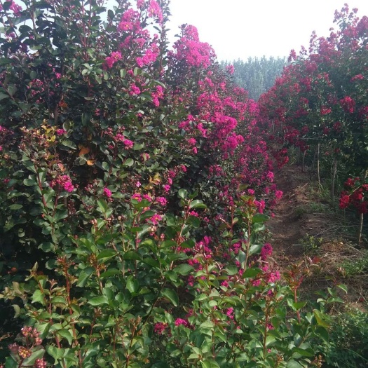 沭阳县红火箭紫薇
