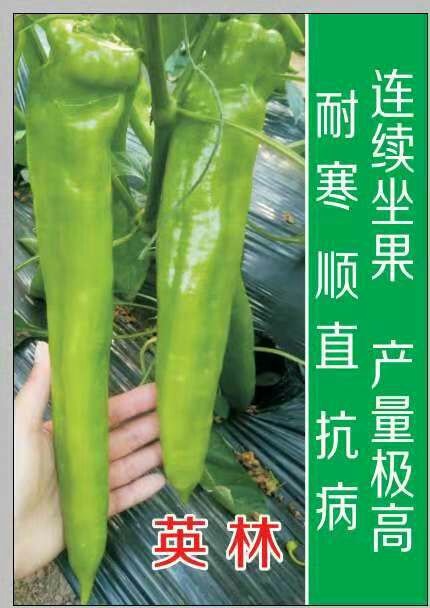 庆云县尖椒苗  (日本种子)特高产
