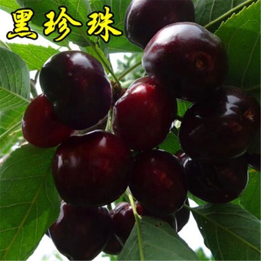 平邑县黑珍珠苗