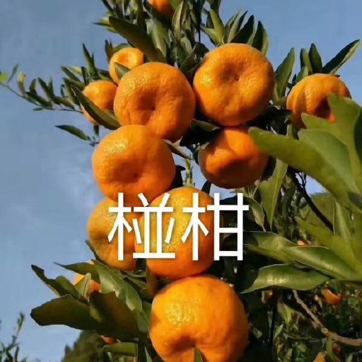 椪柑  精品清江碰柑，产地直销