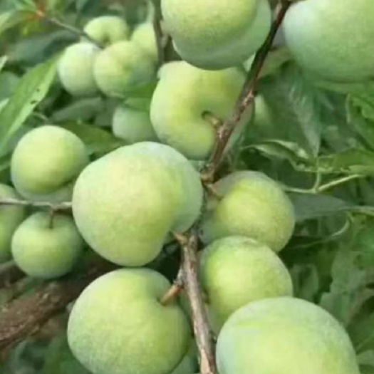安宁市蜂糖李树苗 蜂糖李子苗 脆红李苗 青脆李苗