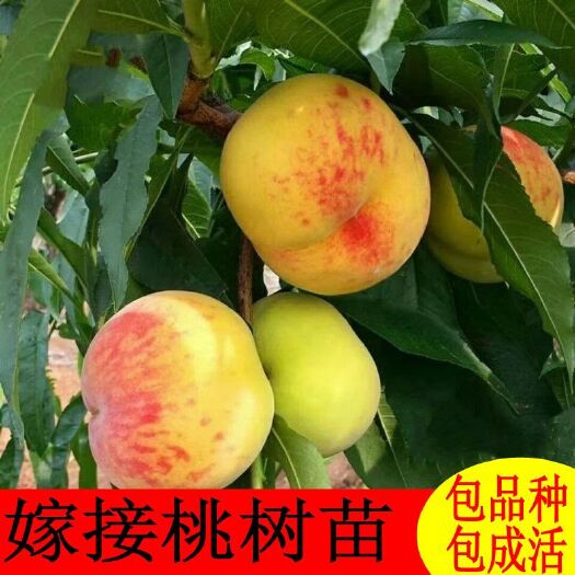平邑县黄桃树苗 黄金蜜桃 新世纪黄桃 锦绣黄桃等品种多多包成活包品种